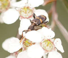 Eleale pulchra