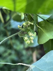 Cissampelos torulosa