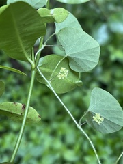 Cissampelos torulosa