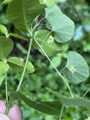 Cissampelos torulosa