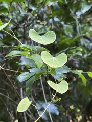 Cissampelos torulosa