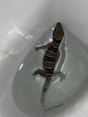 Hemidactylus coalescens