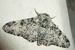 Biston betularia