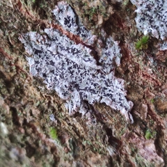 Phaeographis smithii