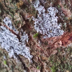 Phaeographis smithii