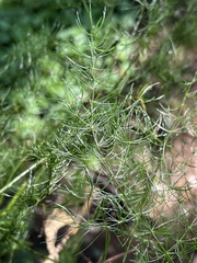 Asparagus sylvicola