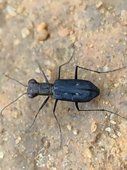 Cicindelinae