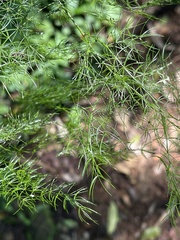 Asparagus sylvicola