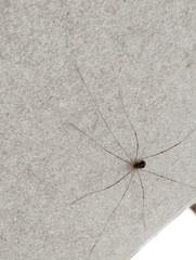 Cosmobunus granarius