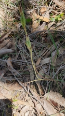 Calochilus robertsonii