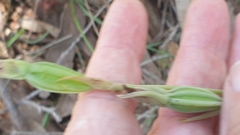 Calochilus robertsonii