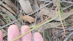 Calochilus robertsonii