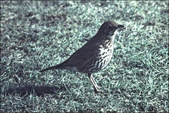Turdus philomelos
