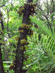 Ficus benguetensis