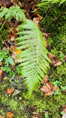 Dryopteridoideae