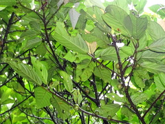 Ficus benguetensis