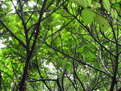 Ficus benguetensis