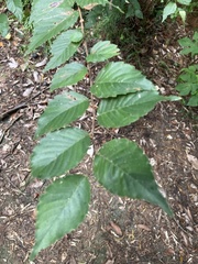 Zelkova
