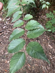 Zelkova