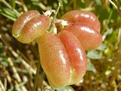 Sphaerophysa salsula