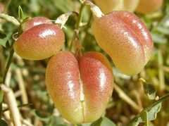 Sphaerophysa salsula