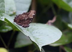 Kaniska canace