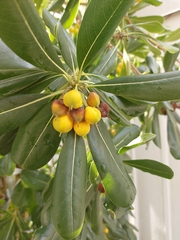 Pittosporum tobira