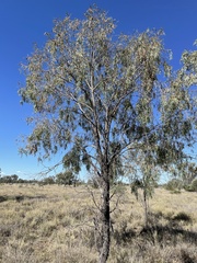 Acacia pendula