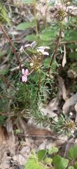 Stylidium adnatum