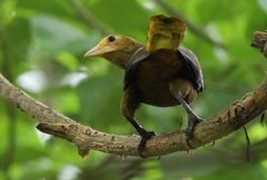 Psarocolius angustifrons