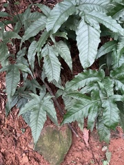 Tectaria subtriphylla