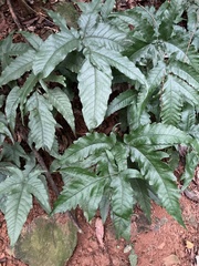 Tectaria subtriphylla