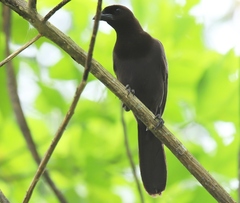 Cyanocorax cyanomelas