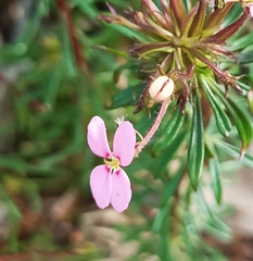 Stylidium adnatum