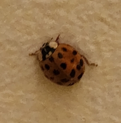 Harmonia axyridis
