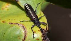 Rhinotia