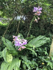 Calanthe masuca