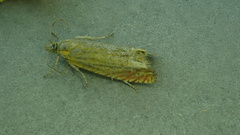 Eucosma