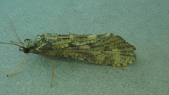 Hydropsychinae
