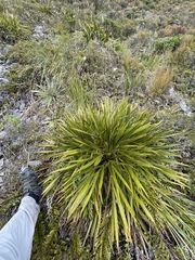 Aciphylla horrida
