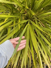 Aciphylla horrida