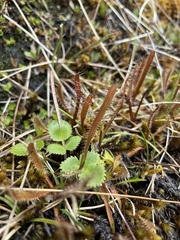 Drosera arcturi