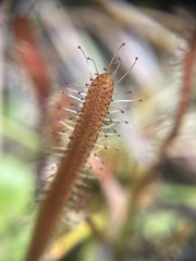 Drosera arcturi