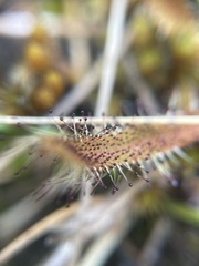 Drosera arcturi