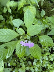Impatiens hochstetteri