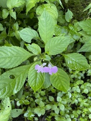 Impatiens hochstetteri