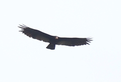 Cathartes melambrotus