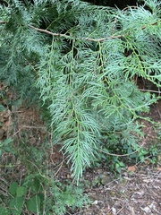 Calocedrus formosana