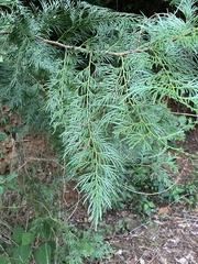 Calocedrus formosana
