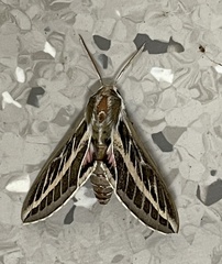 Hyles livornicoides
